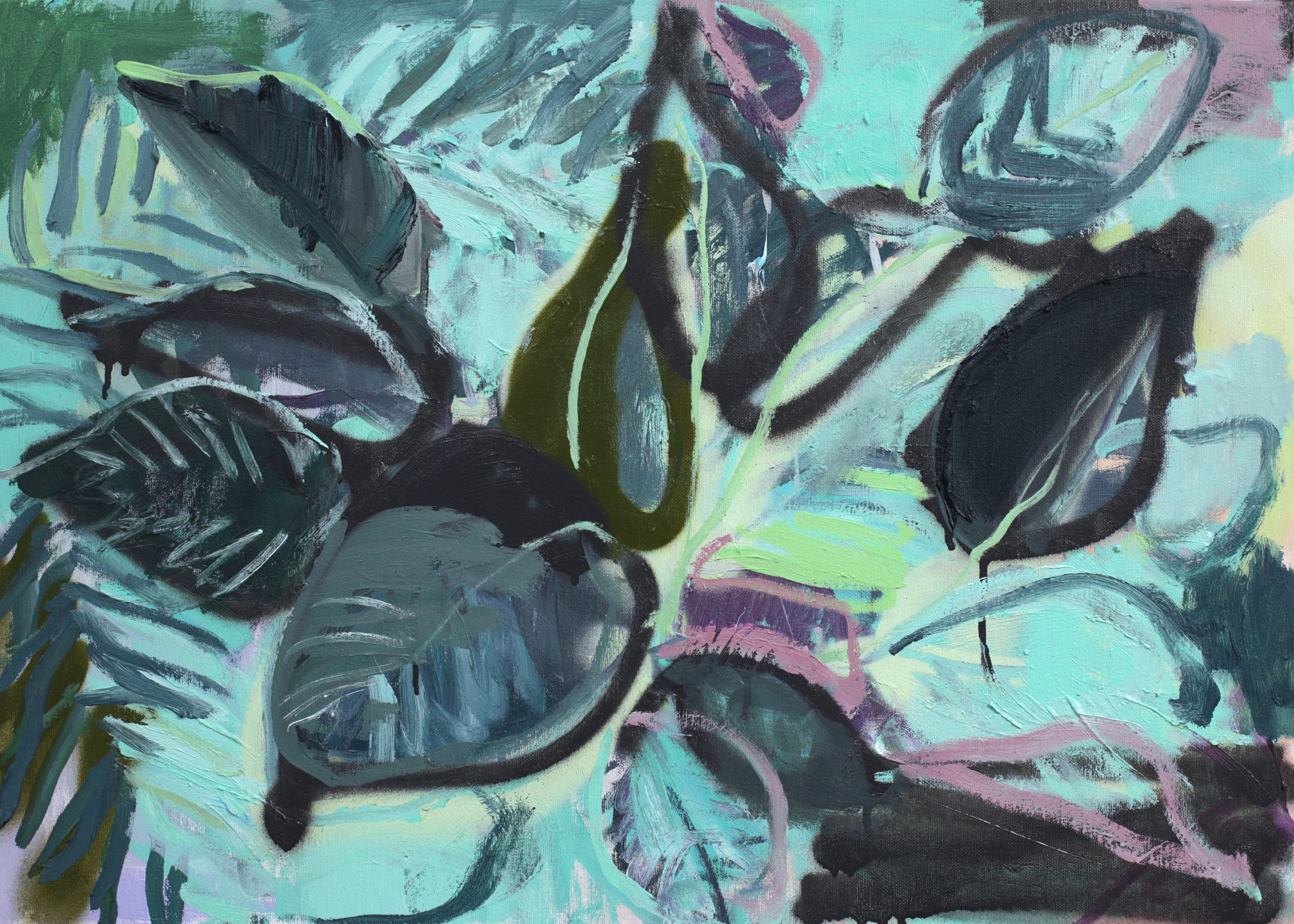 calathea pictuata leaves 20 x 27in