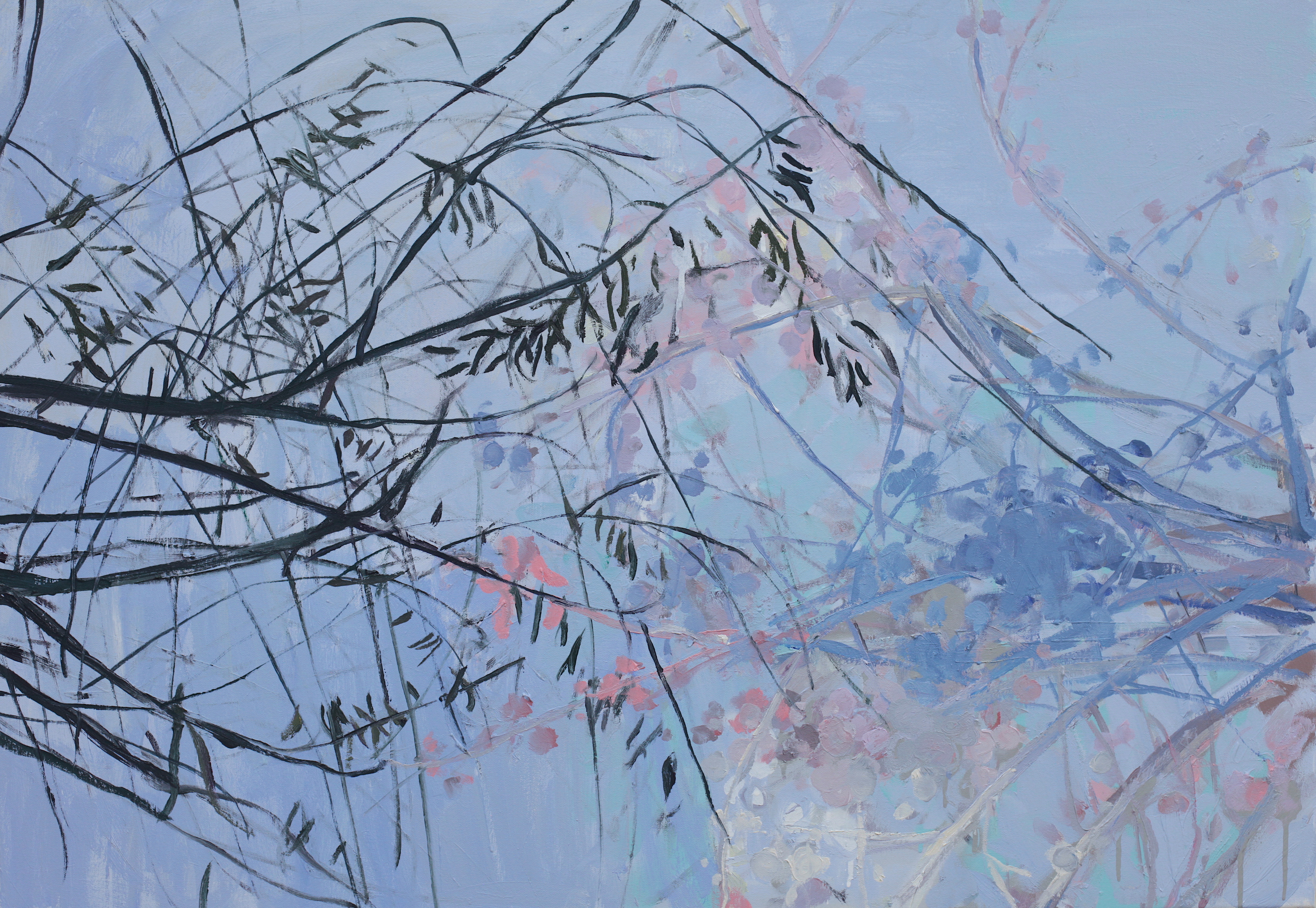 Blue sky branches 27 x 39in. 68 x 100cm